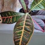 Codiaeum variegatum Blatt