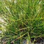 Juncus trifidus Kabuk