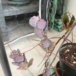 Kalanchoe marnieriana List