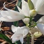 Chlorophytum tuberosum Blomma