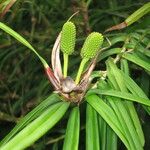 Freycinetia cumingiana Other