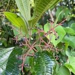 Miconia affinis Fruit