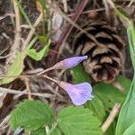 Vicia tetrasperma Flower