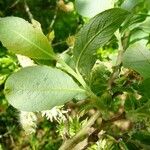 Salix caprea ഇല