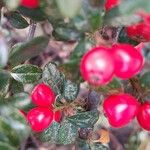 Cotoneaster microphyllus 果実