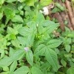 Cleome rutidosperma Blatt