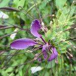 Cleome spinosa Flower