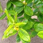 Fadogia triphylla Flor