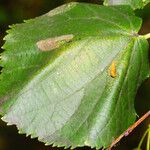 Tilia cordata Lehti