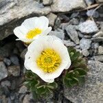 Ranunculus glacialis Blüte