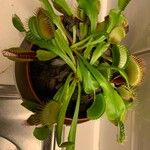 Dionaea muscipula পাতা