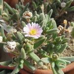 Delosperma abyssinicum