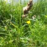 Carex disticha Kvet