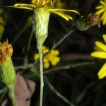 Pityopsis graminifolia 花