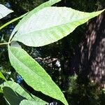 Carya cordiformis Blatt