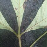 Vitex grandifolia Folio