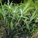 Salvia officinalis Habitus