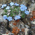 Eritrichium nanum Other