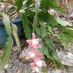 Disocactus phyllanthoides Blüte