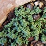 Sedum dasyphyllum Lehti