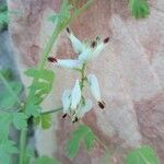 Fumaria capreolata Blüte