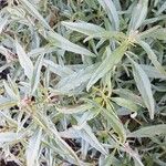 Artemisia dracunculusList