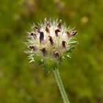 Trifolium barbigerum ফুল