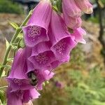 Digitalis purpureaFlor