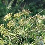 Peucedanum palustre Fruit