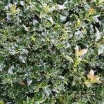 Ilex aquifolium Leaf