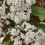 Photinia × fraseri Flower