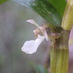 Dendrobium taeniocaule