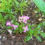 Malcolmia flexuosa Blüte