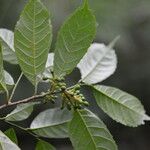 Sorocea trophoides برگ