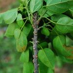 Discoglypremna caloneura Hoja