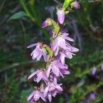 Calluna vulgarisBlüte