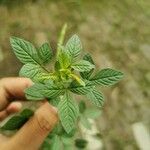 Cleome rutidosperma Leaf