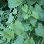 Fallopia baldschuanica 葉