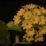 Abronia latifolia Blüte