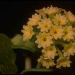 Abronia latifolia 花