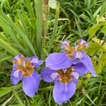 Trimezia coerulea Flower