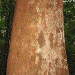 Maytenus guyanensis 樹皮