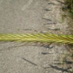 Hordeum bulbosum Ffrwyth