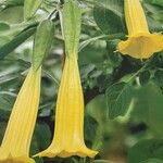 Brugmansia sanguinea Flor