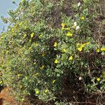 Dendromecon harfordii ശീലം