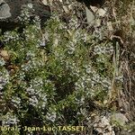 Thymus nitens Habit