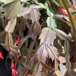 Schlumbergera bridgesii Fulla