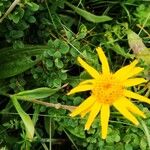 Arnica montana Квітка