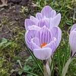 Crocus vernus Virág