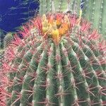 Ferocactus cylindraceus Blad